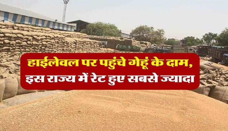 Wheat Rate Hike : हाईलेवल पर पहुंचे गेहूं के दाम, इस राज्य में रेट हुए सबसे ज्यादा