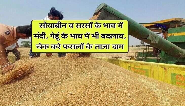 Kota mandi bhav : सोयाबीन व सरसों के भाव में मंदी, गेहूं के भाव में भी बदलाव, चेक करे फसलों के ताजा दाम