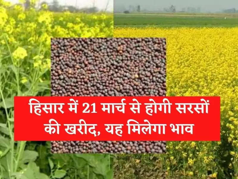 हिसार में 21 मार्च से होगी सरसों की खरीद, यह मिलेगा भाव