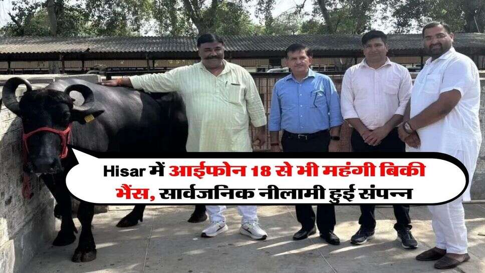 Hisar में आईफोन 18 से भी महंगी बिकी भैंस, सार्वजनिक नीलामी हुई संपन्न