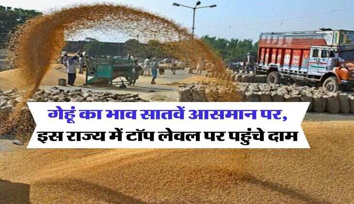 Wheat Rate 20 July : गेहूं का भाव सातवें आसमान पर, इस राज्य में टॉप लेवल पर पहुंचे दाम