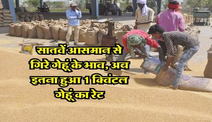 Wheat Price : सातवें आसमान से गिरे गेहूं के भाव, अब इतना हुआ 1 क्विंटल गेहूं का रेट