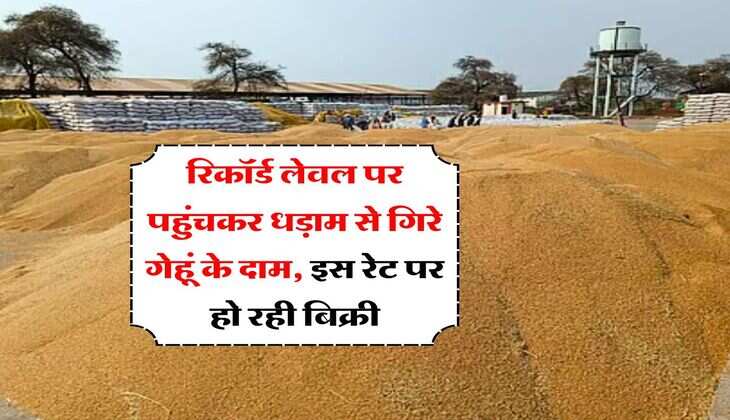 Wheat Rate Down : रिकॉर्ड लेवल पर पहुंचकर धड़ाम से गिरे गेहूं के दाम, इस रेट पर हो रही बिक्री