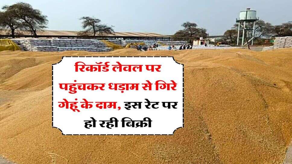 Wheat Rate Down : रिकॉर्ड लेवल पर पहुंचकर धड़ाम से गिरे गेहूं के दाम, इस रेट पर हो रही बिक्री