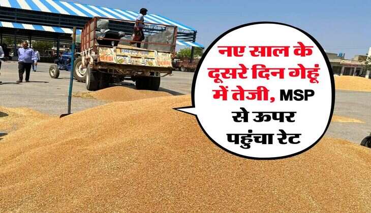 Gehu Mandi Bhav : नए साल के दूसरे दिन गेहूं में तेजी, MSP से ऊपर पहुंचा रेट