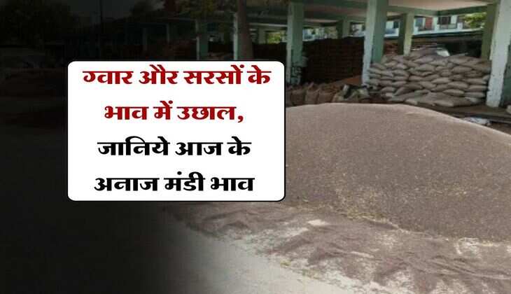 anaj mandi bhav : ग्वार और सरसों के भाव में उछाल, जानिये आज के अनाज मंडी भाव