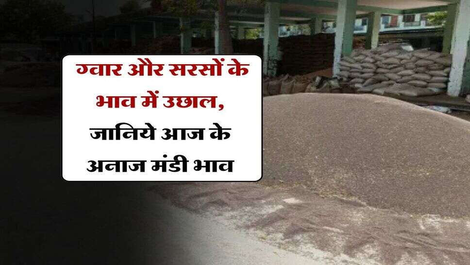 anaj mandi bhav : ग्वार और सरसों के भाव में उछाल, जानिये आज के अनाज मंडी भाव