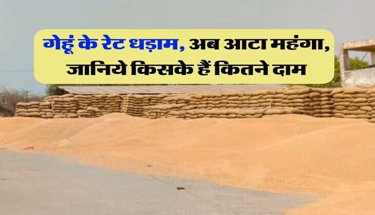 Gehu Ka Bhav : गेहूं के रेट धड़ाम, अब आटा महंगा, जानिये किसके हैं कितने दाम
