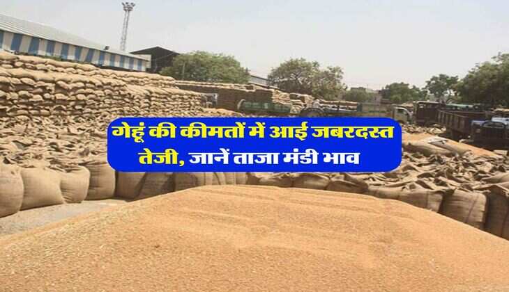 Wheat Rate : गेहूं की कीमतों में आई जबरदस्त तेजी, जानें ताजा मंडी भाव&nbsp;