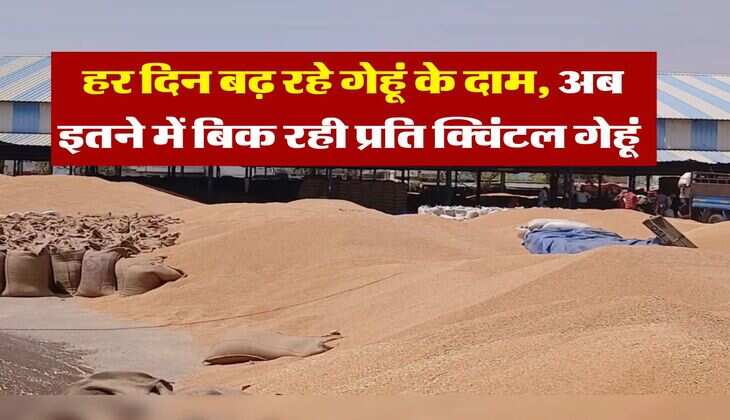 wheat rate hike : हर दिन बढ़ रहे गेहूं के दाम, अब इतने में बिक रही प्रति क्विंटल गेहूं&nbsp;