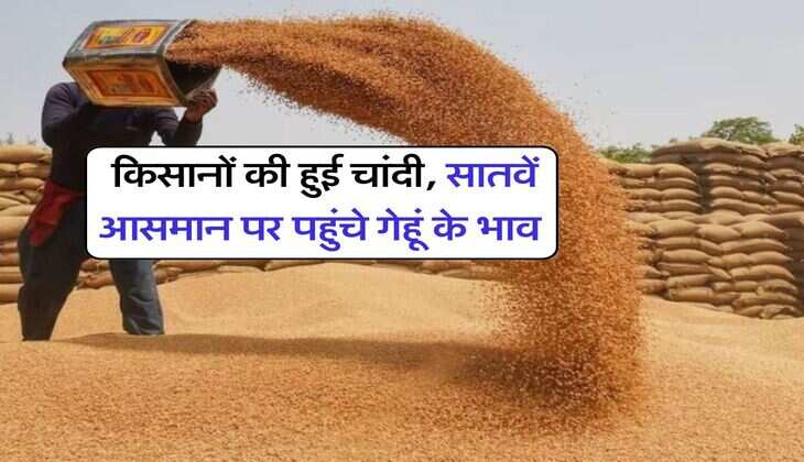 Gehu Mandi Bhav : किसानों की हुई चांदी, सातवें आसमान पर पहुंचे गेहूं के भाव