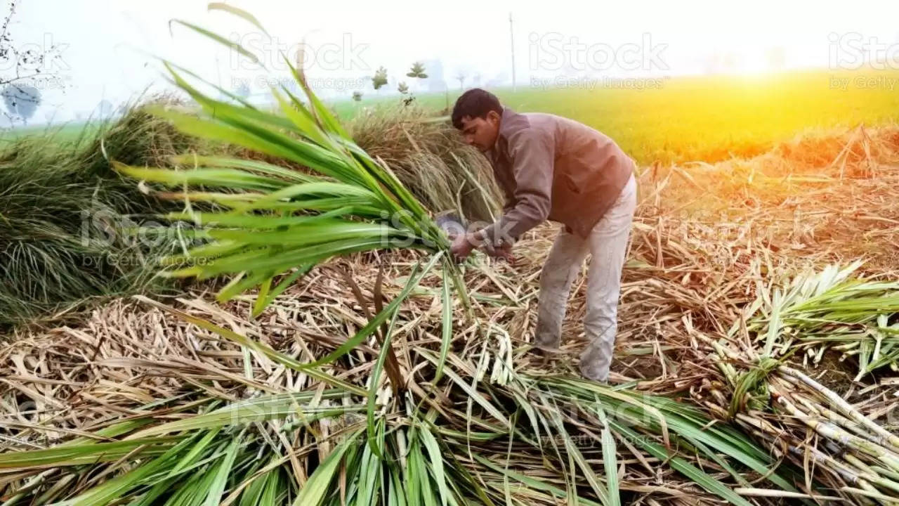 Farmers will be able to sell the entire crop of sugarcane without any hard work, will get sugar in return