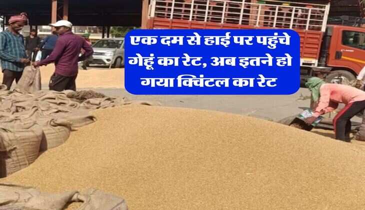 Wheat Rate 2025 : एक दम से हाई पर पहुंचे गेहूं का रेट, अब इतने हो गया क्विंटल का रेट 