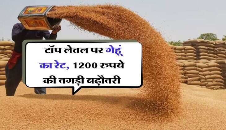 gehu ka bhav 9 august : टॉप लेवल पर गेहूं का रेट, 1200 रुपये की तगड़ी बढ़ौतरी