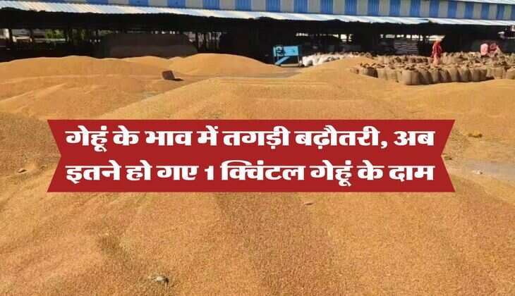 gehu ka bhav 29 july 2025 : गेहूं के भाव में तगड़ी बढ़ौतरी, अब इतने हो गए 1 क्विंटल गेहूं के दाम