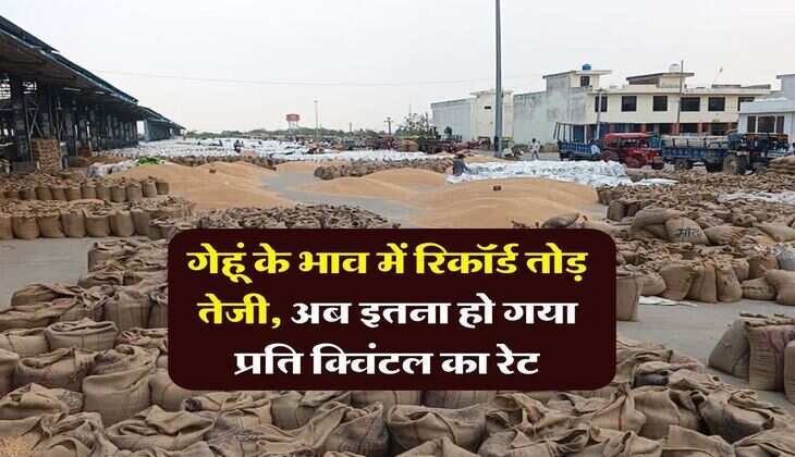 Wheat Rate : गेहूं के भाव में रिकॉर्ड तोड़ तेजी, अब इतना हो गया प्रति क्विंटल का रेट