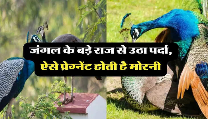 Mor Morni Relationship: जंगल के बड़े राज से उठा पर्दा, ऐसे प्रेग्नेंट होती है मोरनी