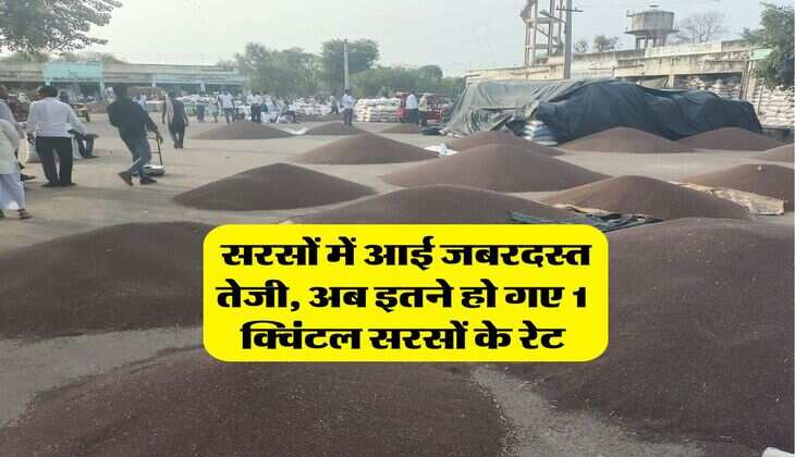 Sarso Rate : सरसों में आई जबरदस्त तेजी, अब इतने हो गए 1 क्विंटल सरसों के रेट