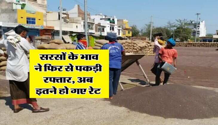 Sarso Rate 2025 : सरसों के भाव ने फिर से पकड़ी रफ्तार, अब इतने हो गए रेट