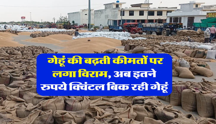 Gehu Mandi Bhav : गेहूं की बढ़ती कीमतों पर लगा विराम, अब इतने रुपये क्विंटल बिक रही गेहूं