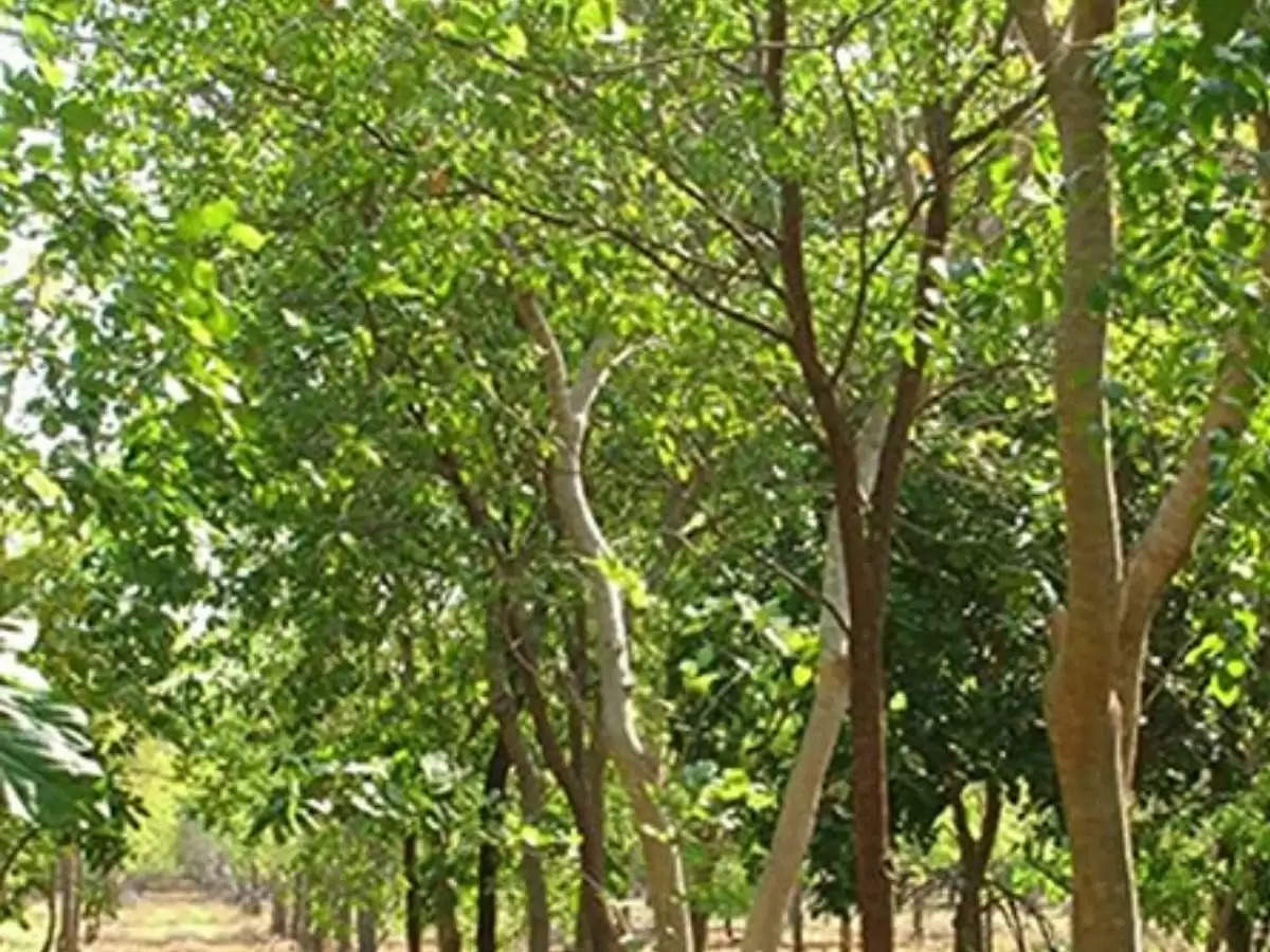 Sandalwood tree farming: अपने खेत में ये पेड़ लगाएं किसान, कुछ सालों में हो जाएंगे करोड़पति