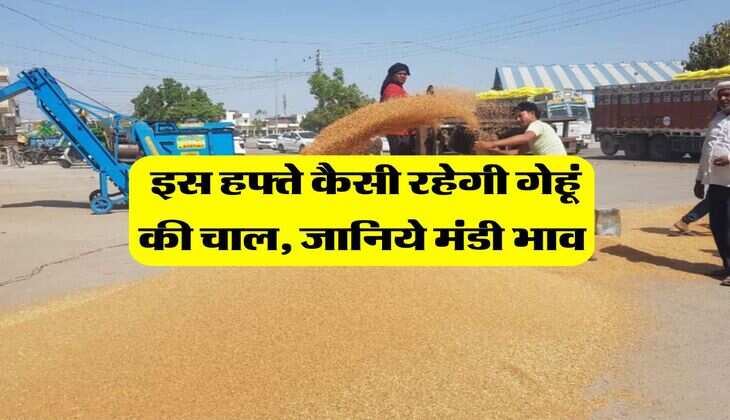 Gehu Bhav : इस हफ्ते कैसी रहेगी गेहूं की चाल, जानिये मंडी भाव