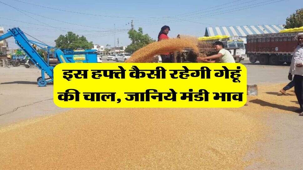 Gehu Bhav : इस हफ्ते कैसी रहेगी गेहूं की चाल, जानिये मंडी भाव