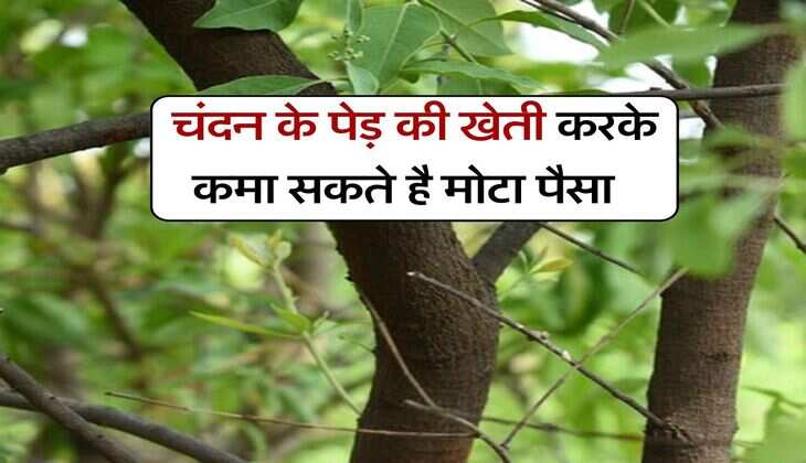 Business Idea : चंदन के पेड़ की खेती करके कमा सकते है मोटा पैसा