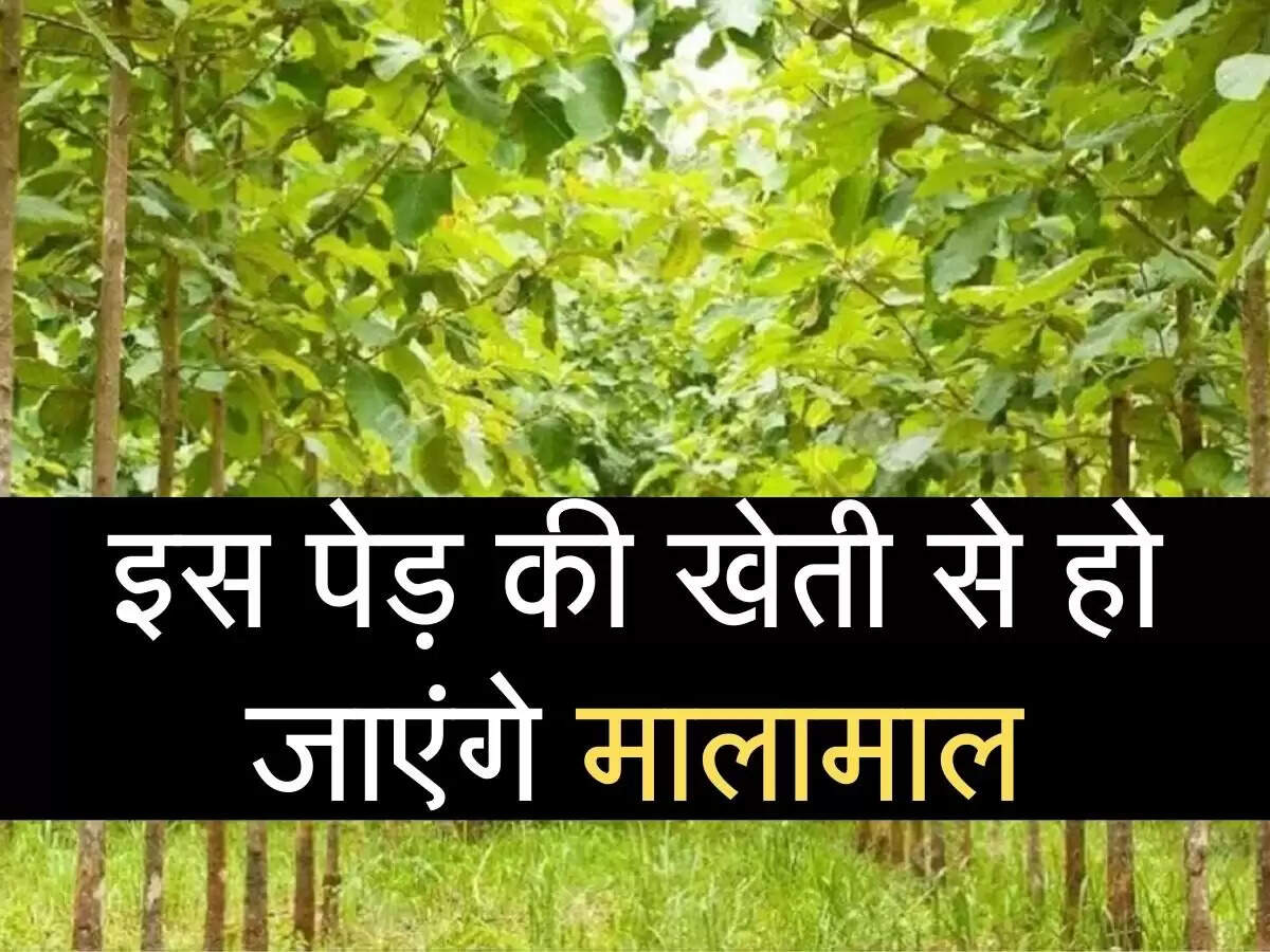 Farmers should earn big from cotton cultivation