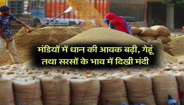 Mandi Bhav Today : मंडियों में धान की आवक बढ़ी, गेहूं तथा सरसों के भाव में दिखी मंदी