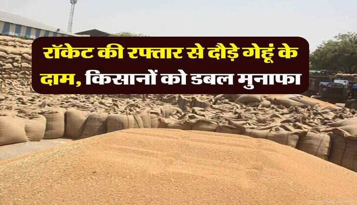Wheat Rate Hike : रॉकेट की रफ्तार से दौड़े गेहूं के दाम, किसानों को डबल मुनाफा