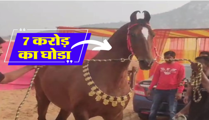 7 करोड़ का घोडा 