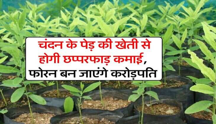 Business Idea : चंदन के पेड़ की खेती से होगी छप्परफाड़ कमाई, फोरन बन जाएंगे करोड़पति