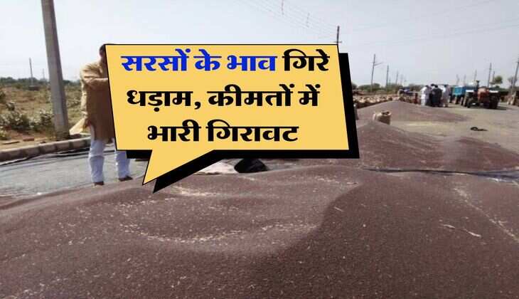 sarso ka bhav : सरसों के भाव गिरे धड़ाम, कीमतों में भारी गिरावट
