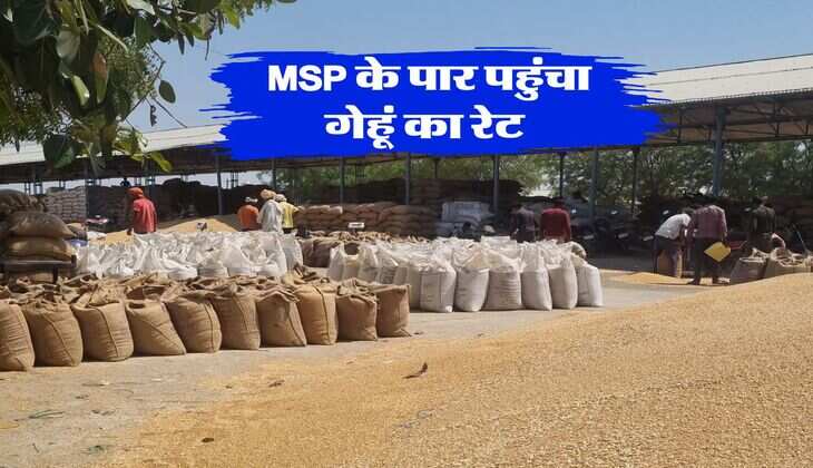 Gehu Ka Bhav : MSP के पार पहुंचा गेहूं का रेट