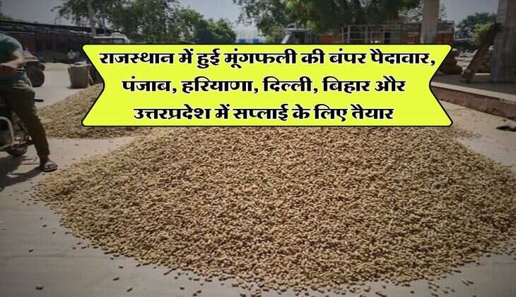 Rajasthan Mandi Bhav : राजस्थान में हुई मूंगफली की बंपर पैदावार, पंजाब, हरियाणा, दिल्ली, बिहार और उत्तरप्रदेश में सप्लाई के लिए तैयार