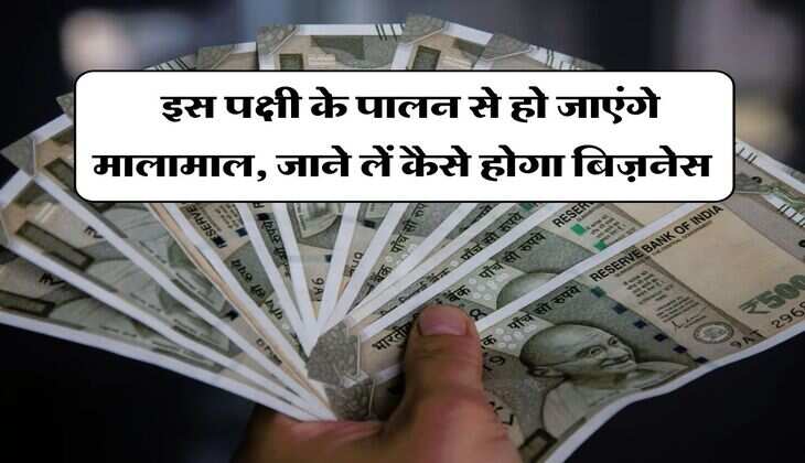 Business Idea : इस पक्षी के पालन से हो जाएंगे मालामाल, जाने लें कैसे होगा बिज़नेस&nbsp;