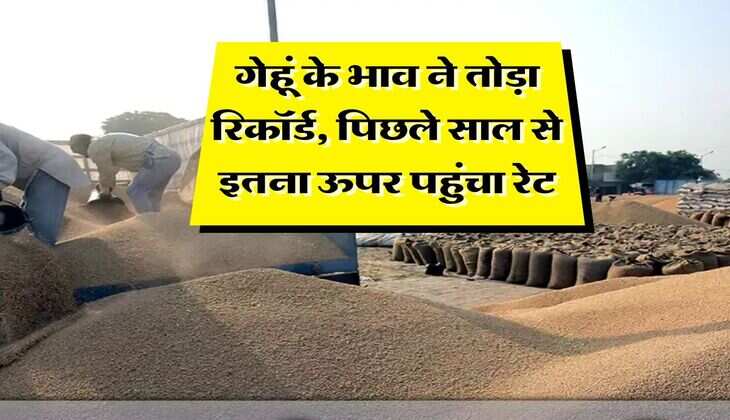 Wheat Rate Hike : गेहूं के भाव ने तोड़ा रिकॉर्ड, पिछले साल से इतना ऊपर पहुंचा रेट