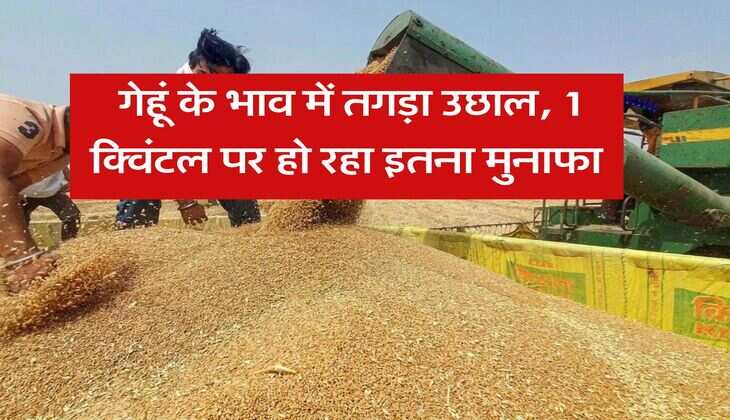 wheat price hike : गेहूं के भाव में तगड़ा उछाल, 1 क्विंटल पर हो रहा इतना मुनाफा
