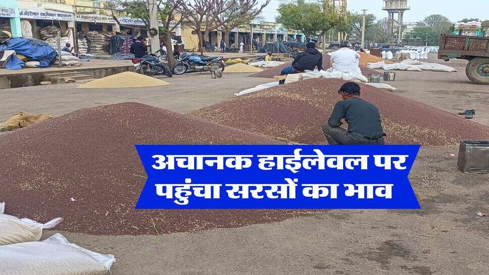 sarso ka bhav &nbsp;: अचानक हाईलेवल पर पहुंचा सरसों का भाव&nbsp;