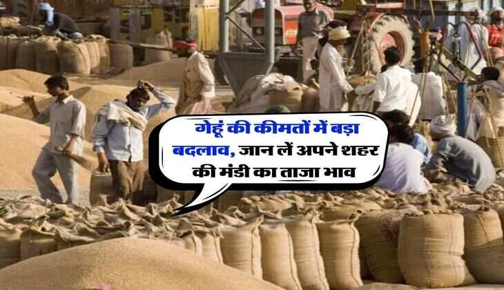 Gehu Mandi Bhav : गेहूं की कीमतों में बड़ा बदलाव, जान लें अपने शहर की मंडी का ताजा भाव&nbsp;