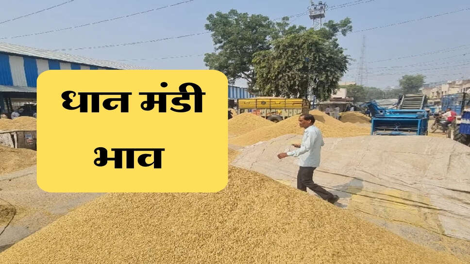 धान मंडी भाव 25 सितंबर 2026: 1509 धान के भाव कई मंडियों में 4000 के पार, देखें आज के ताजा रेट