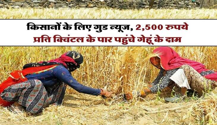 Wheat Price Hike : किसानों के लिए गुड न्यूज, 2,500 रुपये प्रति क्विंटल के पार पहुंचे गेहूं के दाम&nbsp;