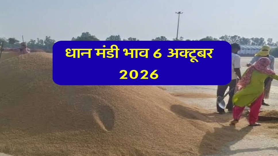 धान मंडी भाव 6 अक्टूबर 2026: 1509 और 1847 के भाव में उतार-चढ़ाव, देखें सभी मंडियों के रेट