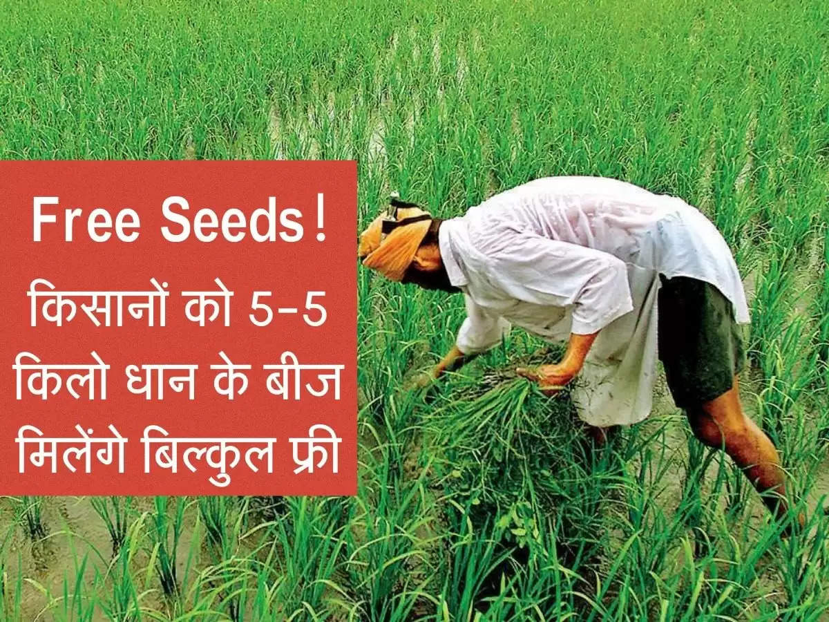 Free Seeds! किसानों को 5-5 किलो धान के बीज मिलेंगे बिल्कुल फ्री