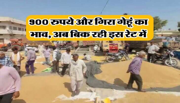 Wheat Rate Down : 900 रुपये और गिरा गेहूं का भाव, अब बिक रही इस रेट में