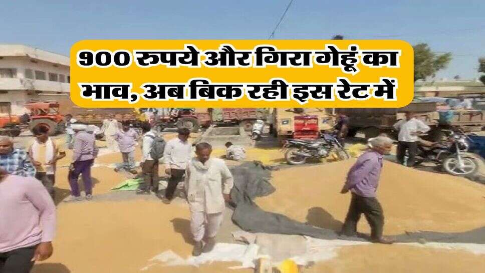 Wheat Rate Down : 900 रुपये और गिरा गेहूं का भाव, अब बिक रही इस रेट में