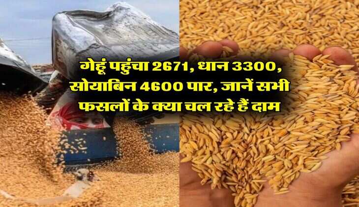 Mandi Bhav : गेहूं पहुंचा 2671, धान 3300, सोयाबिन 4600 पार, जानें सभी फसलों के क्या चल रहे हैं दाम