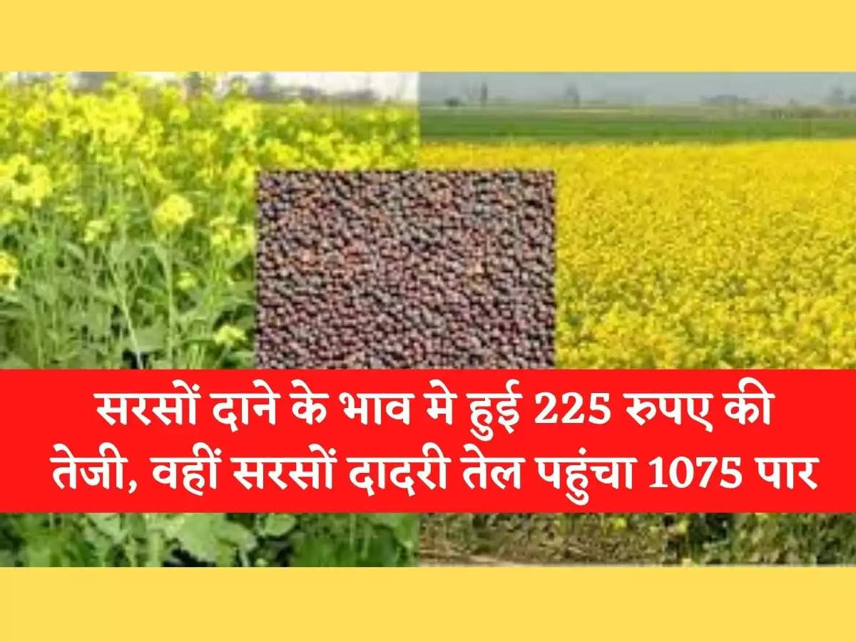 mandi-review-price-of-mustard सरसों दाने के भाव मे हुई 225 रुपए की तेजी, वहीं सरसों दादरी तेल पहुंचा 1075 पार