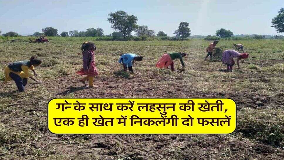 गन्ने के साथ करें लहसुन की खेती, एक ही खेत में निकलेंगी दो फसलें
